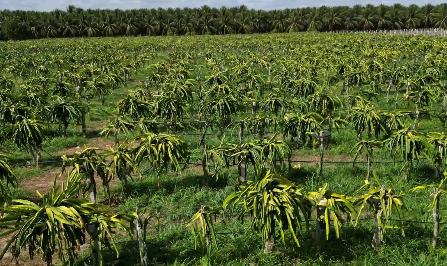 banner-producao-pitaya-nordeste