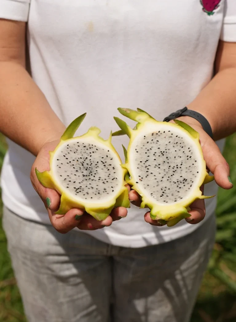 pitaya-de-amarela-pitaya-nordeste